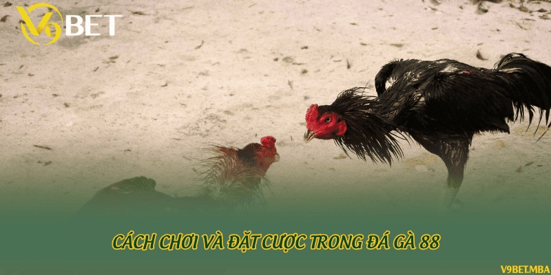 Cách chơi và đặt cược trong đá gà 88