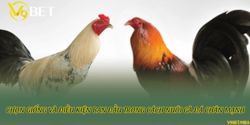 Chọn giống và điều kiện ban đầu trong cách nuôi gà đá chân mạnh
