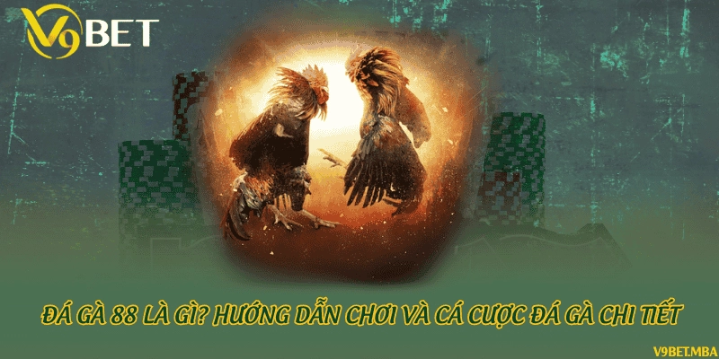 Đá gà 88 là gì? Hướng dẫn chơi và cá cược đá gà chi tiết