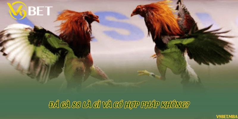 Đá gà 88 là gì và có hợp pháp không?