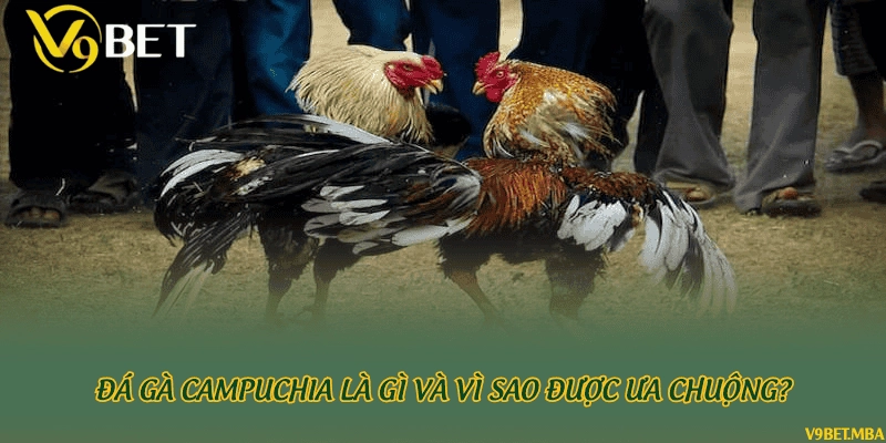Đá gà Campuchia là gì và vì sao được ưa chuộng?