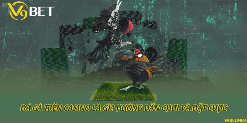 Đá gà trên casino là gì? Hướng dẫn chơi và đặt cược