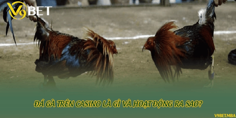 Đá gà trên casino là gì và hoạt động ra sao?