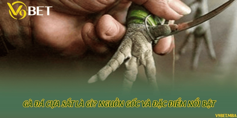 Gà đá cựa sắt là gì? Nguồn gốc và đặc điểm nổi bật