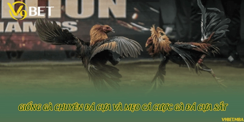 Giống gà chuyên đá cựa và mẹo cá cược gà đá cựa sắt