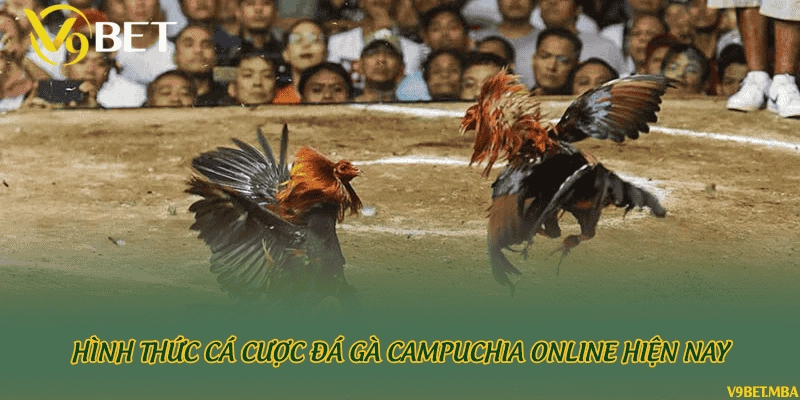 Hình thức cá cược đá gà Campuchia online hiện nay
