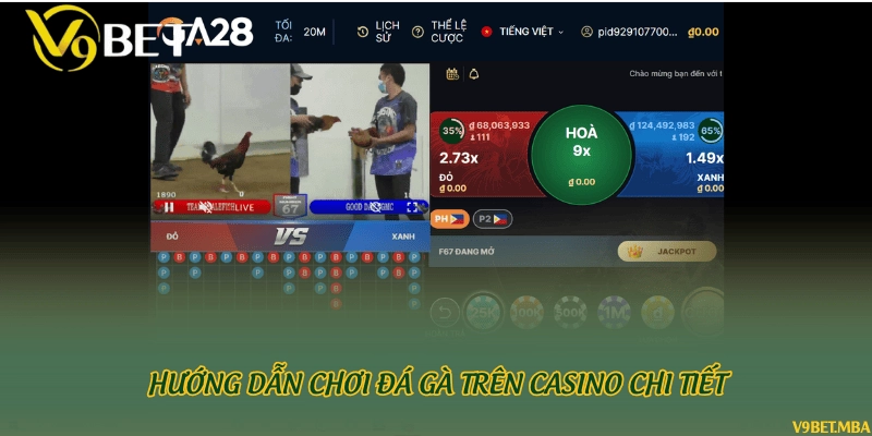 Hướng dẫn chơi đá gà trên casino chi tiết