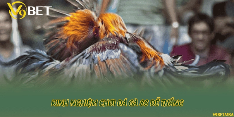 Kinh nghiệm chơi đá gà 88 dễ thắng