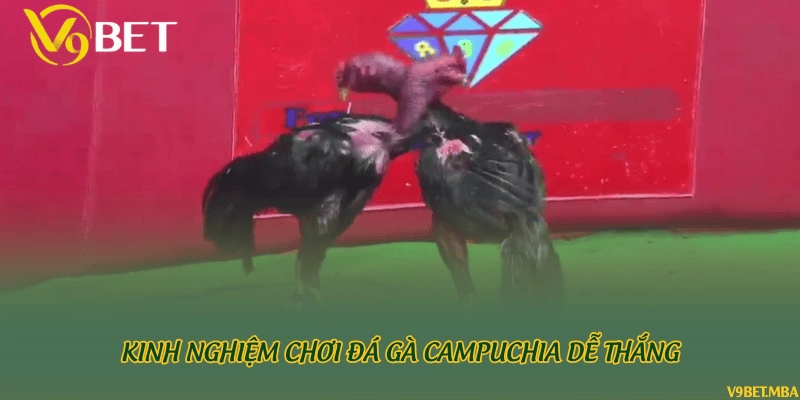 Kinh nghiệm chơi đá gà Campuchia dễ thắng