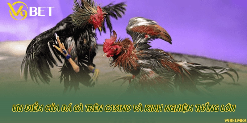 Ưu điểm của đá gà trên casino và kinh nghiệm thắng lớn